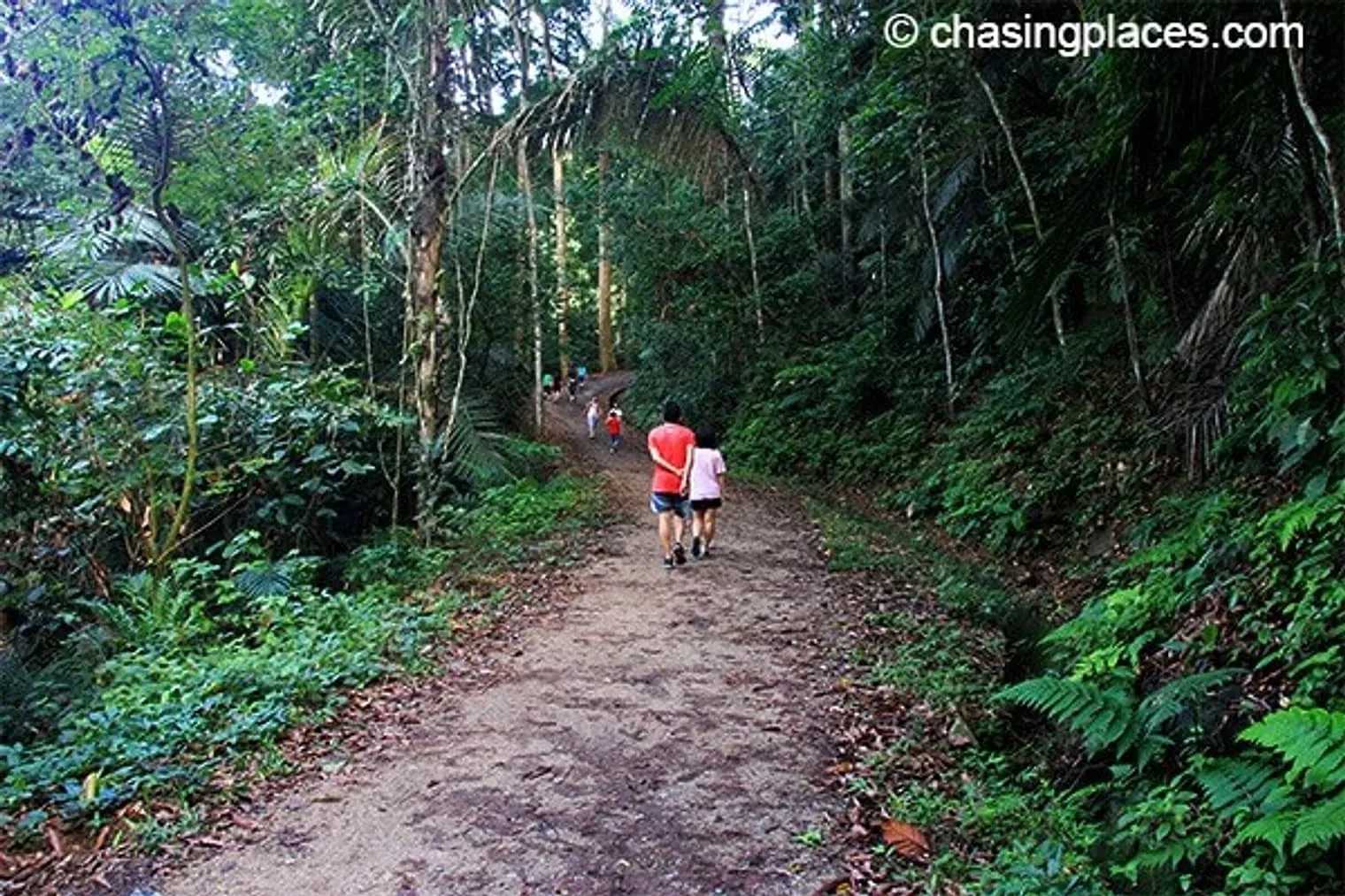 One of the hiking paths at FRIM, Malaysia