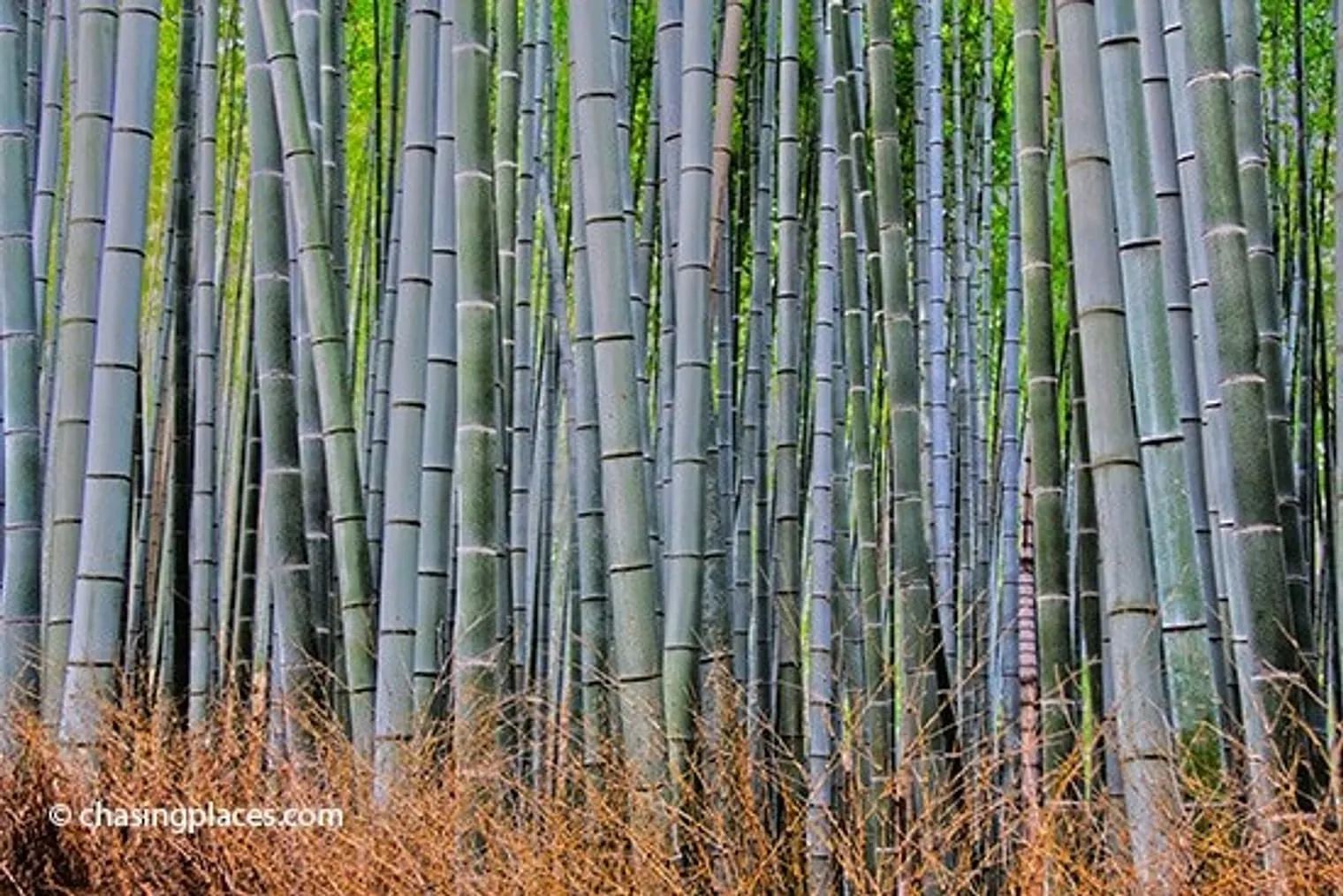 An unobstructed view of the Bamboo Grove