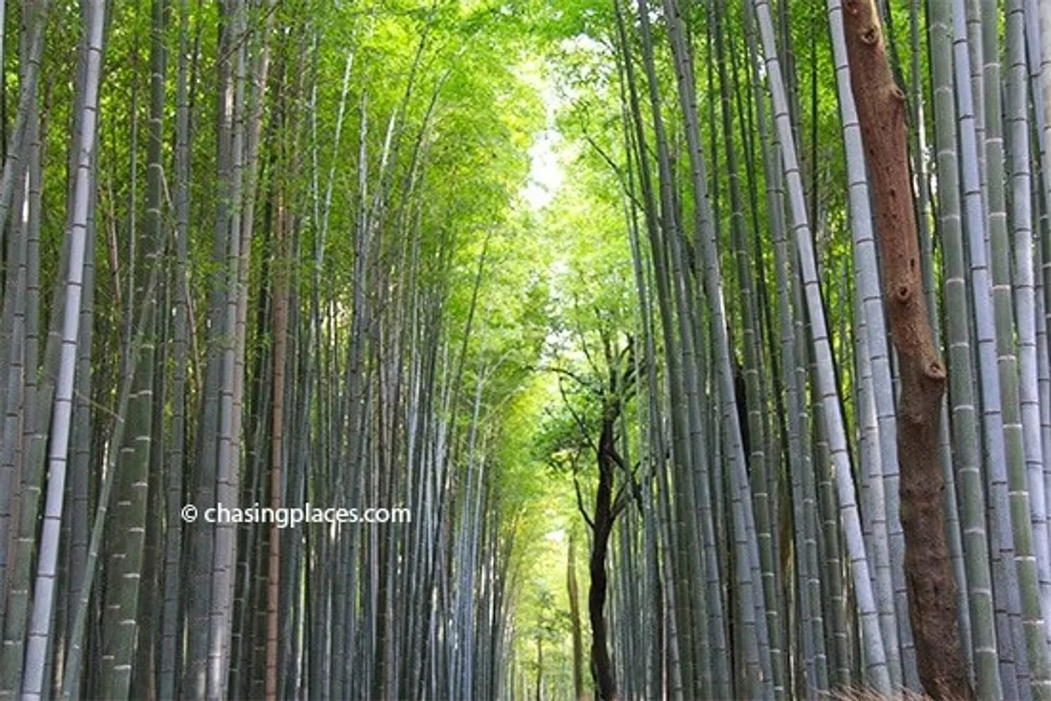Looking for the sun through the bamboo trees within the Grove