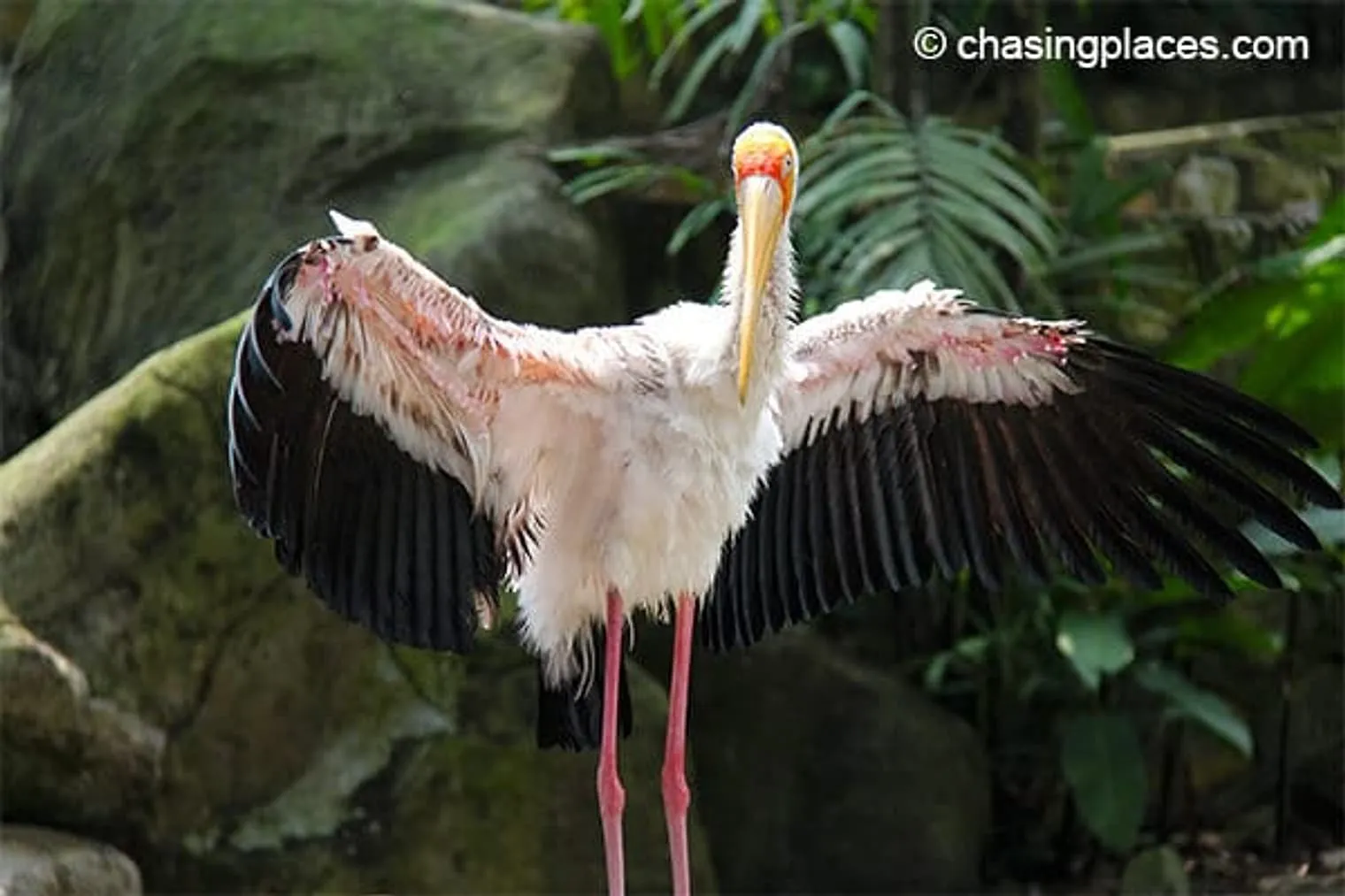 One of the adorable birds at KL Bird Park