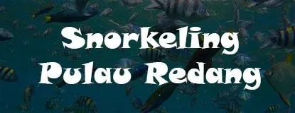 Amazing Snorkeling Experience – Redang Island