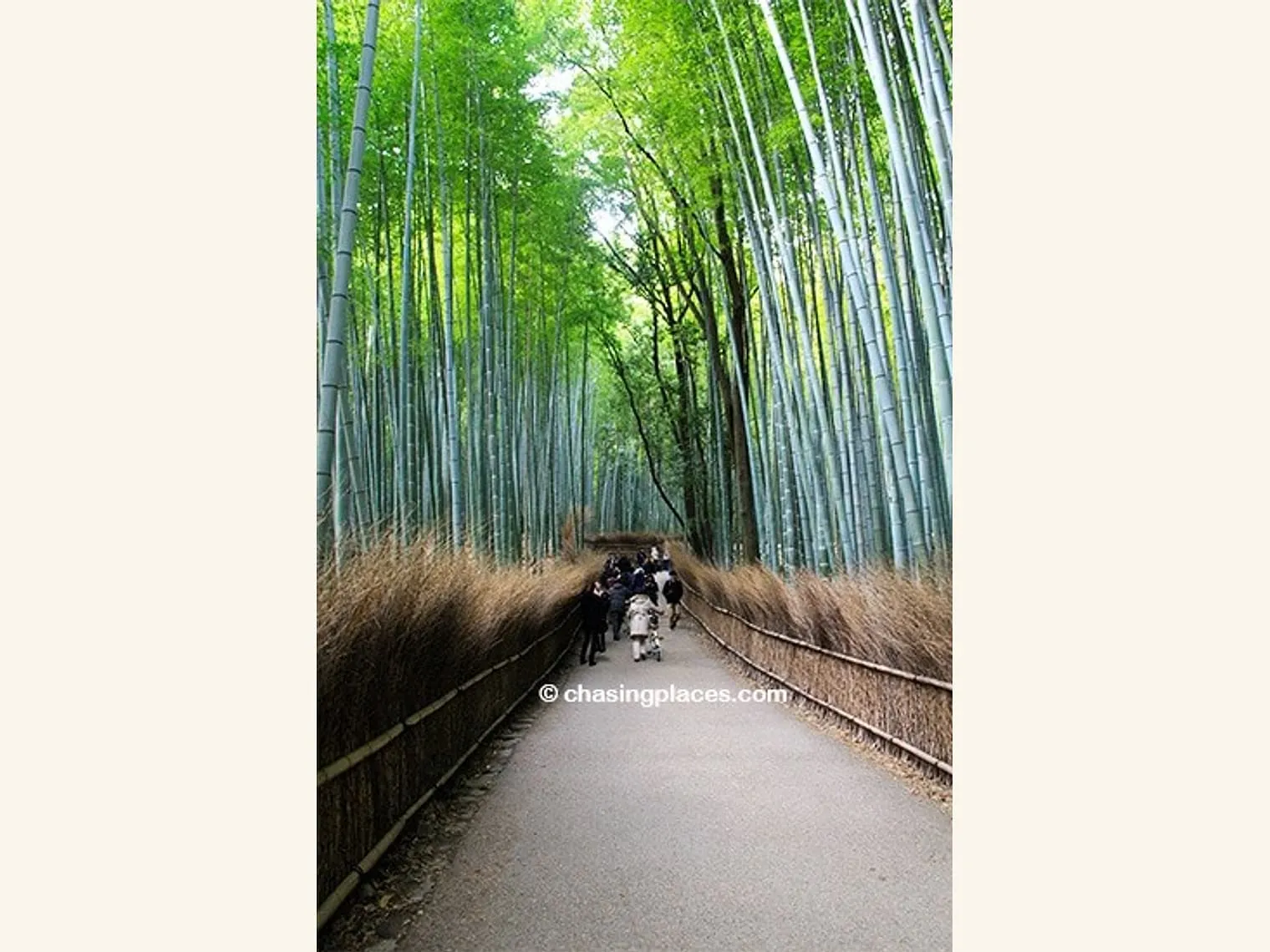Arashiyama Bamboo Grove, Kyoto, Japan