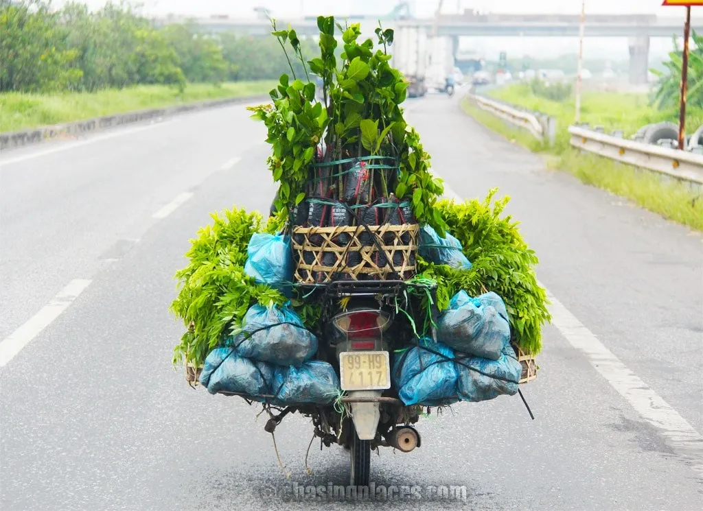 4 Unique Things to See on a Moto in Vietnam