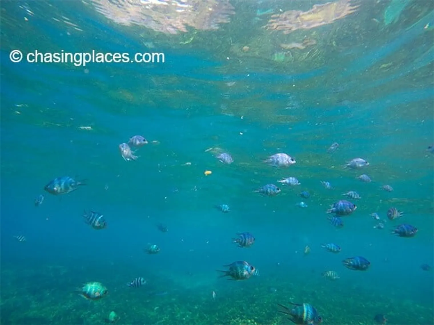 A glimpse of underwater life, Pulau Redang.